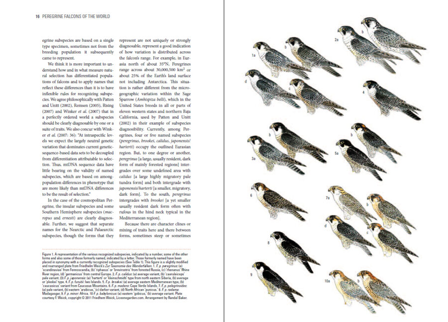 Peregrine Falcons of the World sample page